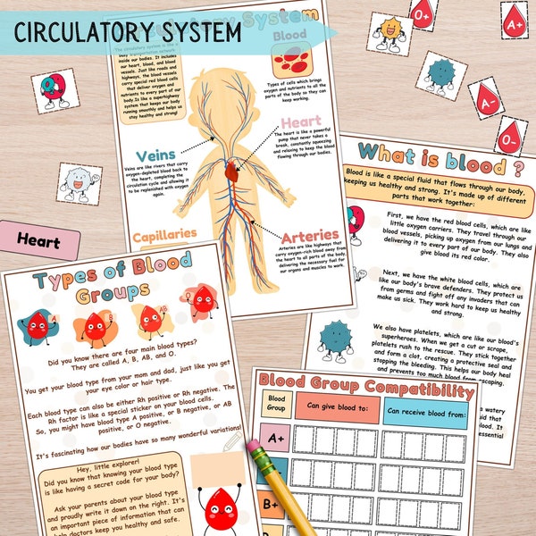 Circulatory System Activity, Blood Types & Compatibility Lesson, My Body Kids Science, Human Anatomy Bundle, Montessori Homeschool Resources