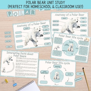 Polar Bear Unit Study: Anatomy, Life Cycle, Facts (PDF Downloadable Worksheet