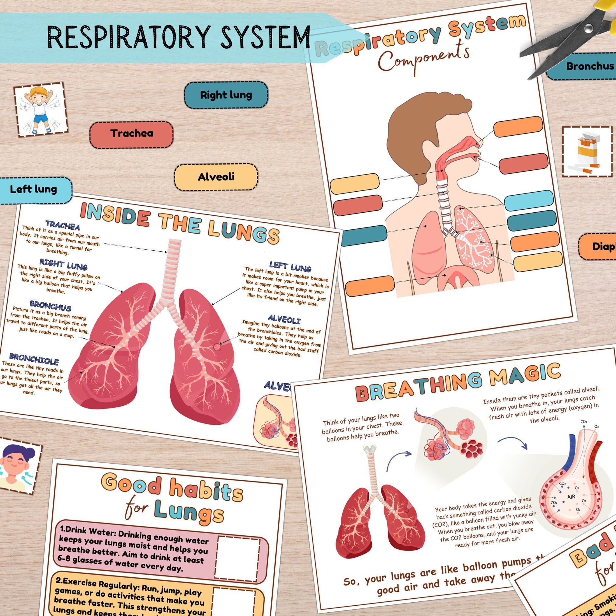 Respiratory System Learning Activity Human Anatomy Activities Homeschool Educational Printables ...