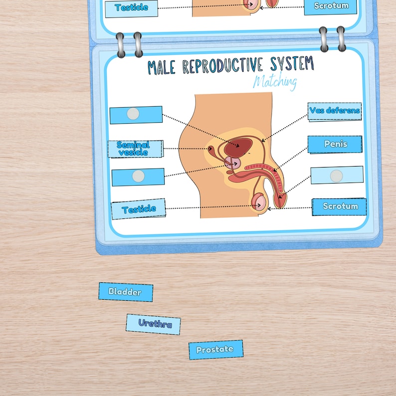 Boys Puberty Guide: Teenage Hygiene & Body Changes (digital Download ...