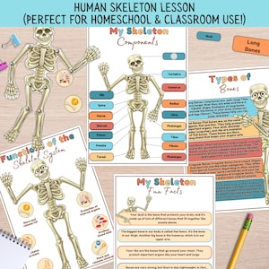 Menschliches Skelett Anatomie Lernpaket, Skelettaktivität, Kinderknochen, Biologieunterricht, Hausschule Ressourcendruck, Verschieben des Skeletts, Handwerk PDF