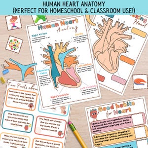 Heart Anatomy Printable Activity for Kids, Heart Diagram Matching Game, Early Science Lesson, Human Body Unit, Toddler Homeschool Curriculum