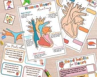 Heart Anatomy Activity Kit: Printable Diagram & Matching Game (PDF Download)