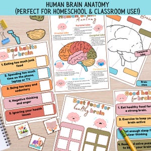 Rompecabezas de anatomía cerebral para niños: Actividad de aprendizaje en casa (Descargar PDF)