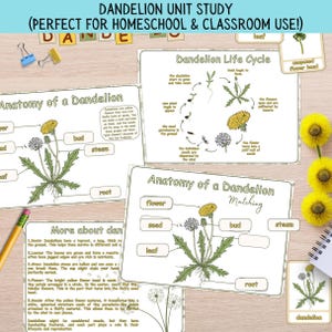Estudio de la unidad de anatomía del diente de león: Actividad de naturaleza para la educación en casa (Descarga PDF tamaño A4)