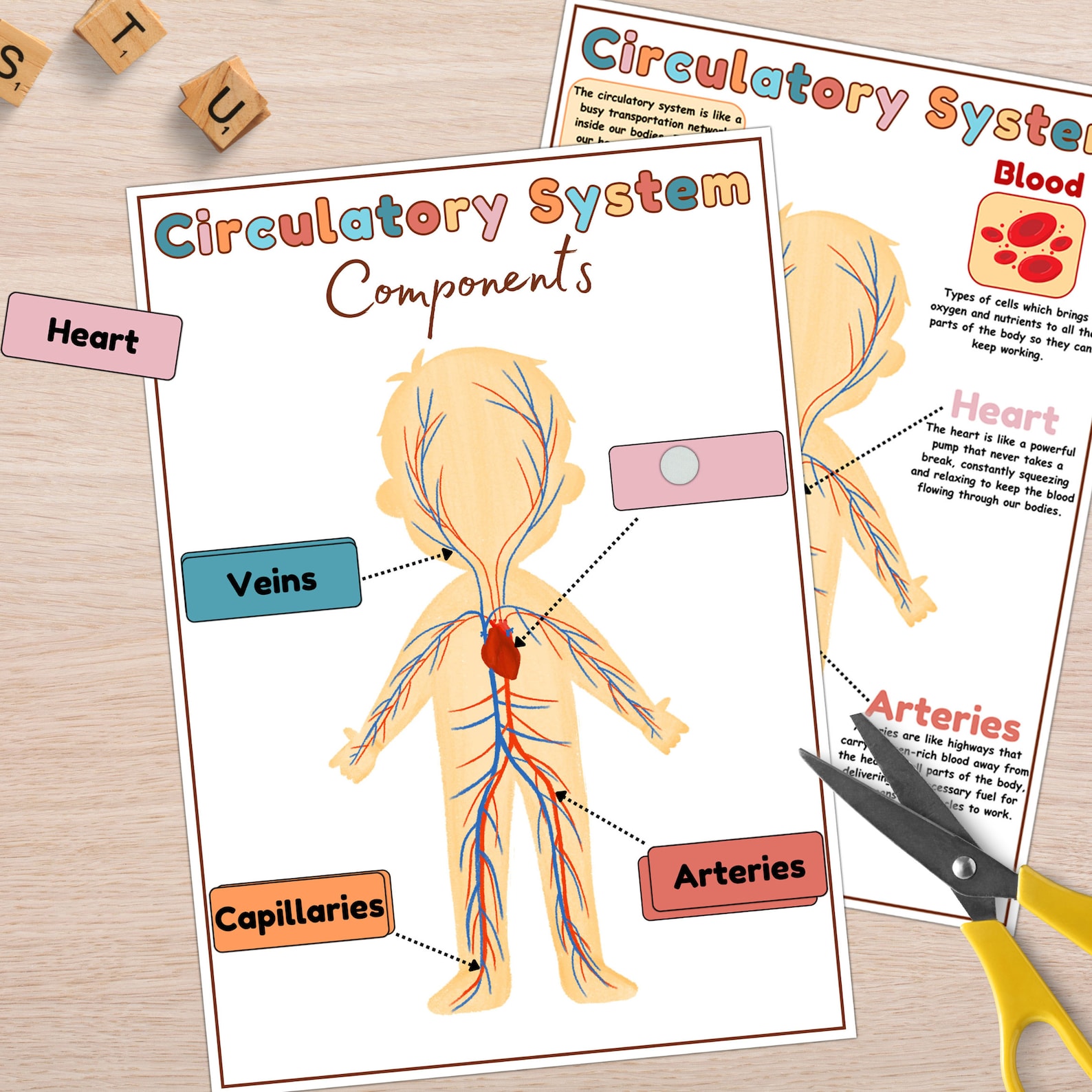 Circulatory System Activity, Blood Types & Compatibility Lesson, My ...