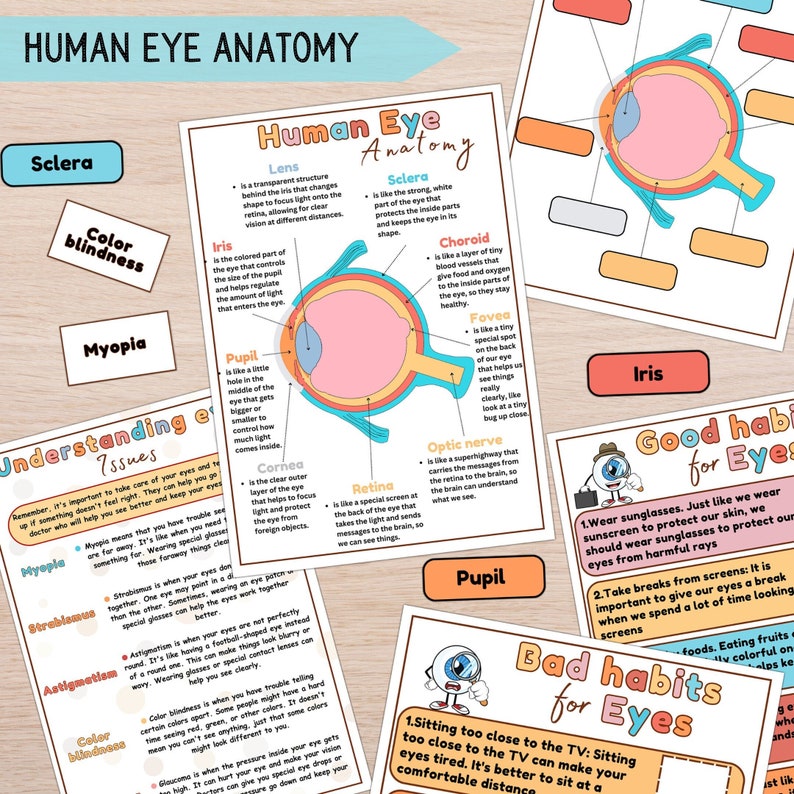 Human Eye Anatomy Printable Activity for Kids, Eye Organ Diagram