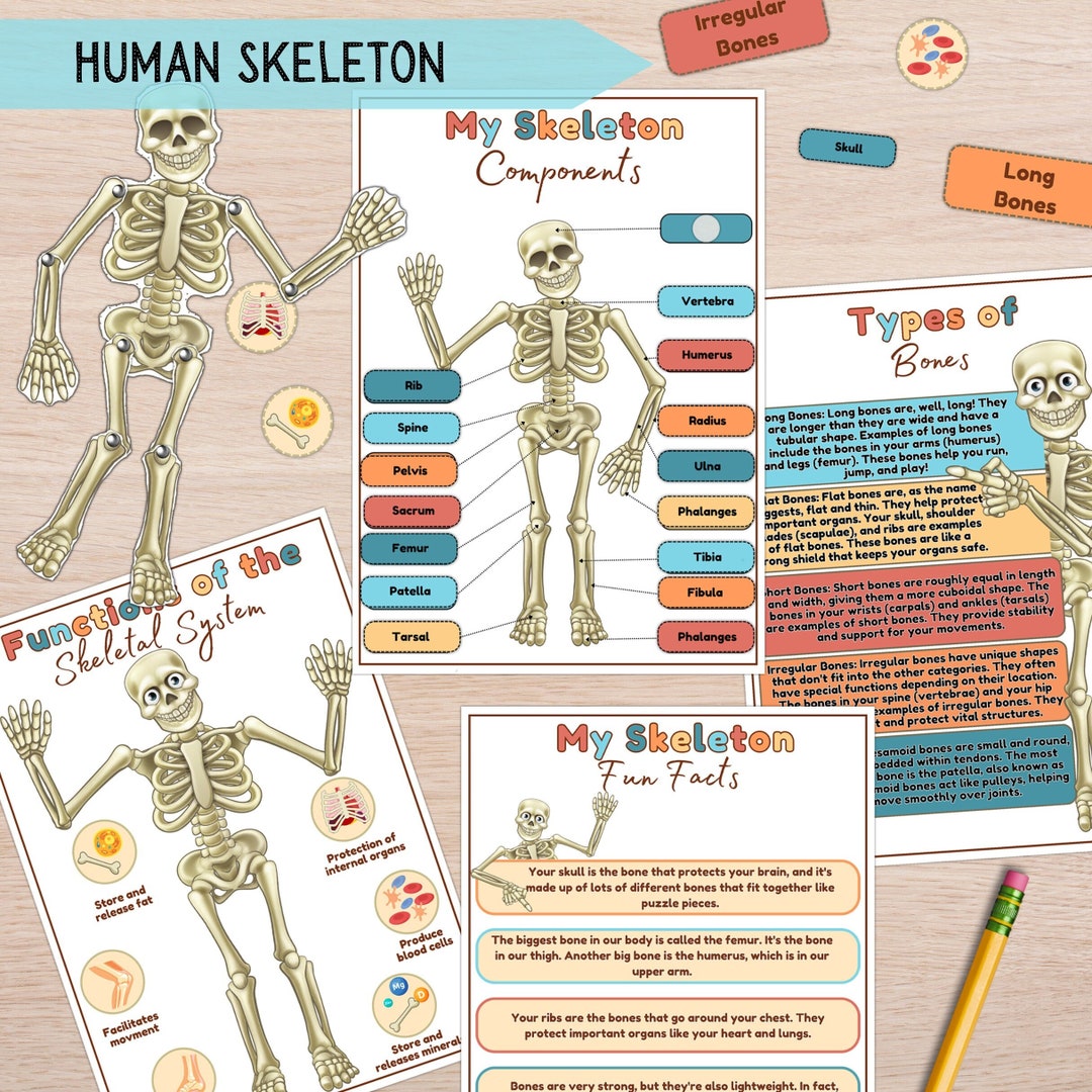 Human Skeleton Anatomy Learning Bundle, Skeleton Activity, Kids Bones