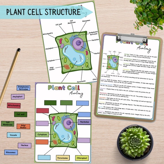 Biology Cell Structure