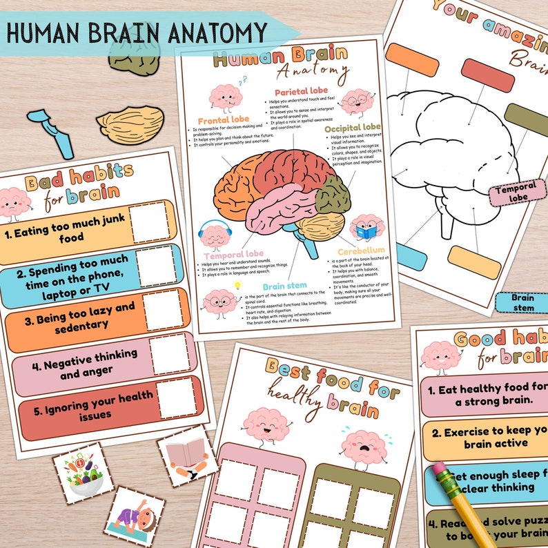 Human Brain Anatomy For Kids Homeschool Activity Brain Etsy Human brain anatomy for kids homeschool activity brain etsy