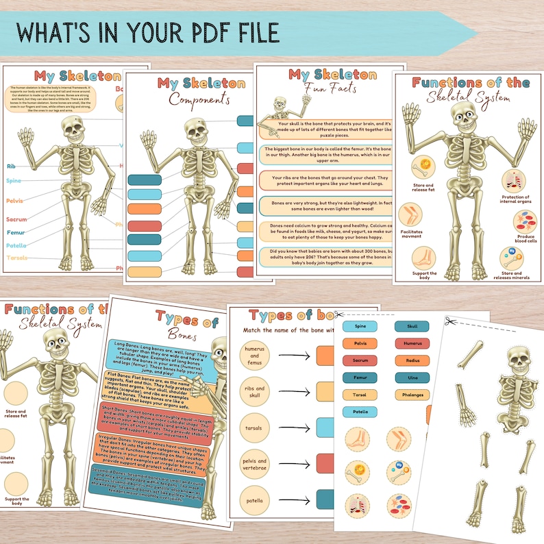 Human Skeleton Anatomy Learning Bundle, Skeleton Activity, Kids Bones ...