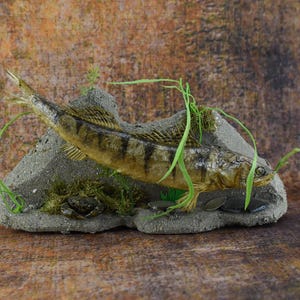 Gös 15" fisk med krabba väggmonterad Gös Premium Ny Taxidermi