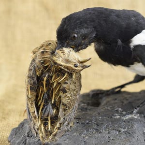 Puede incluir: Una urraca negra y blanca con cola azul posada en una roca, sosteniendo un pájaro marrón y blanco en su pico.