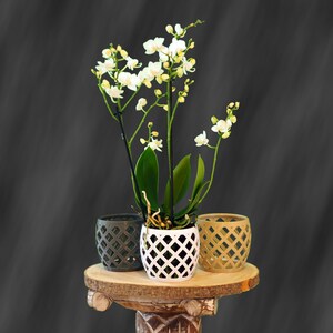 Orchid plant pot with holes. In beige, gray and white. 10 cm and 13 cm diameter.