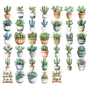 May include: Watercolor illustration of various potted cacti and succulents. The image features a variety of shapes, sizes, and colors of plants in different pots, including terracotta, ceramic, and woven baskets. The plants are arranged on a white background.