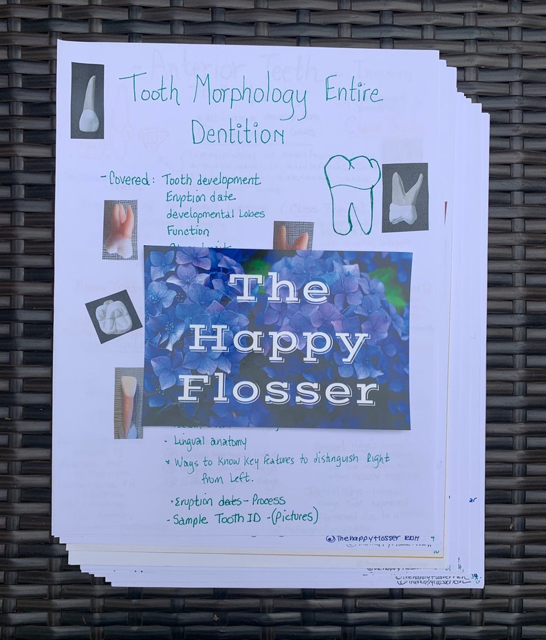Tooth Characteristics Morphology Dental Anatomy Entire Dentition Study Sheets image 3