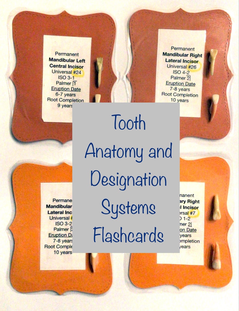 Tooth Flash Card Layout Tooth Anatomy and Designation Systems Flashcards for Dental Students - Etsy