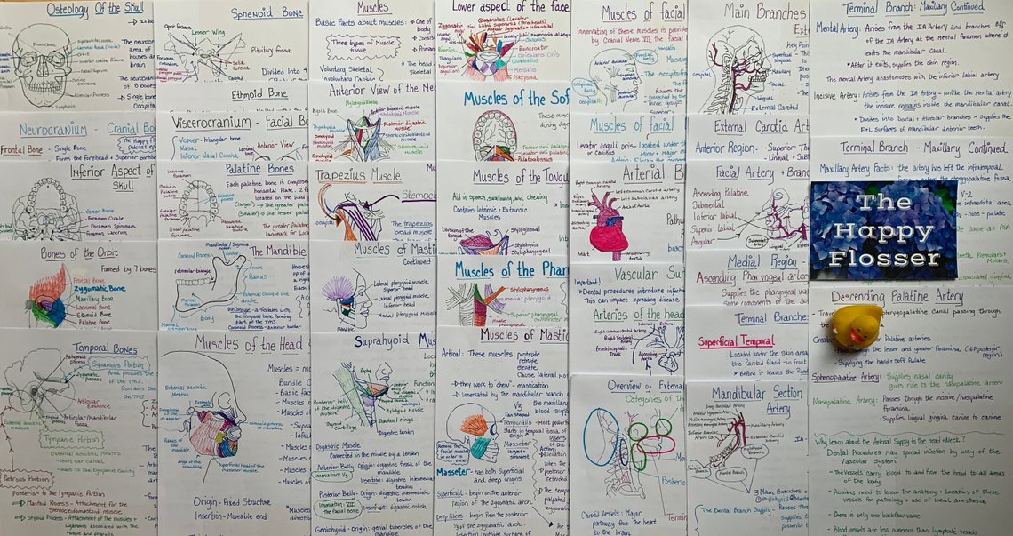 Head and Neck Anatomy Study Notes Bundle - Etsy