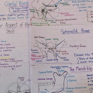 The Skull Notes.pdf Anatomy of the Skull Study Sheets for Dental Students - Etsy