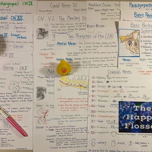 Cranial Nerve Bundle V, VII, IX, and XII Dental Study Sheets - Etsy