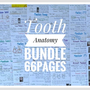 Tooth Characteristics (Morphology) Dental Anatomy Entire Dentition Study Sheets