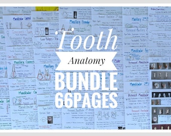 Tooth Characteristics (Morphology) Dental Anatomy Entire Dentition Study Sheets