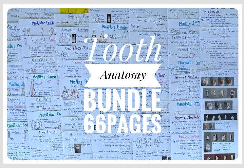 Tooth Characteristics Morphology Dental Anatomy Entire Dentition Study Sheets image 1