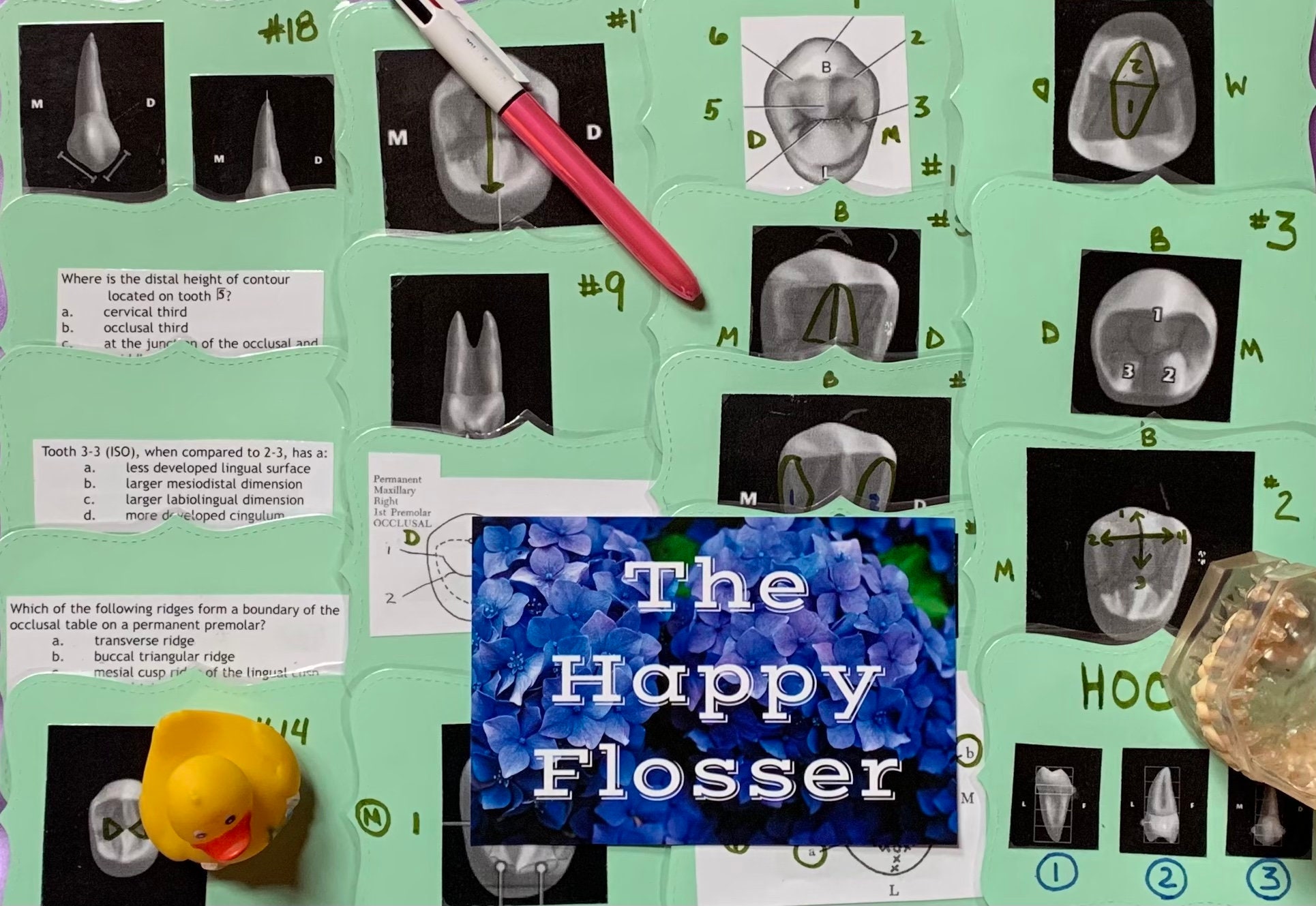 Tooth Flash Card Layout Dental Flashcards Premolar Tooth Morphology for Dental Hygiene Students ...
