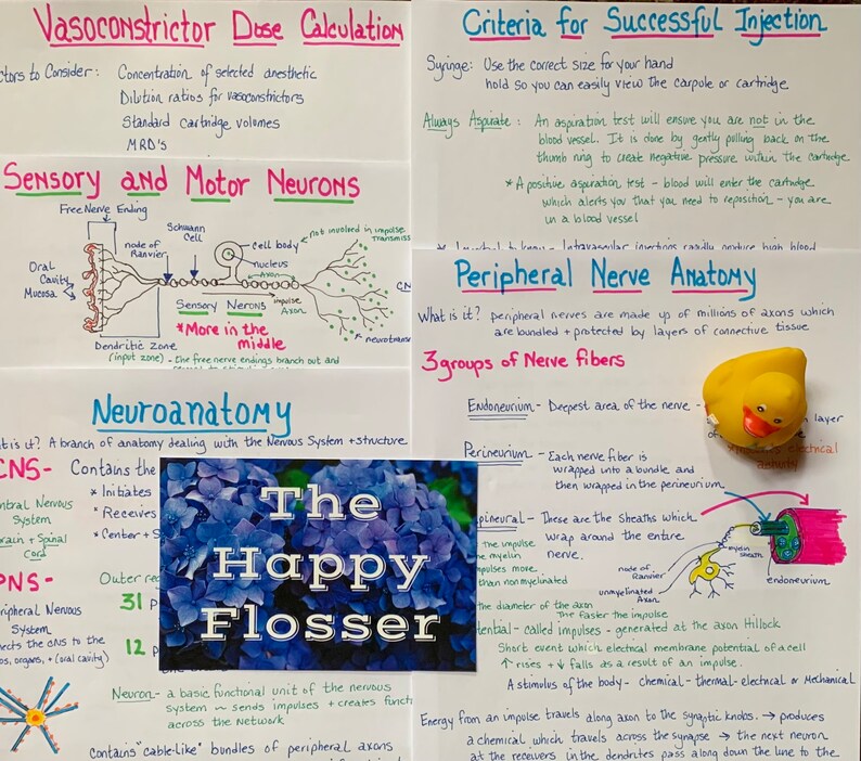 May include: A colorful educational poster about the anatomy of the nervous system. The poster features a diagram of a neuron, a yellow rubber duck, and the text "The Happy Flosser".