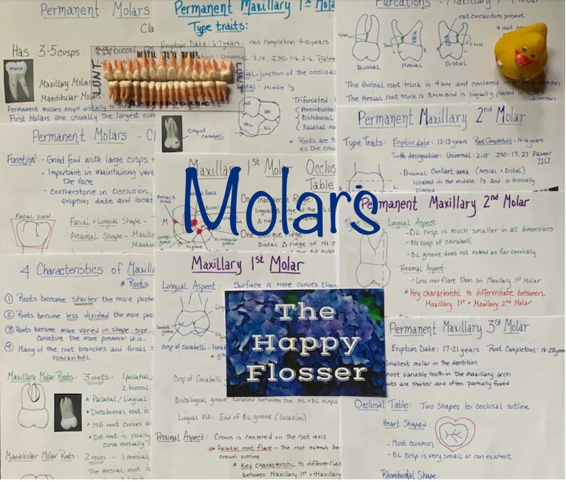 Tooth Characteristics Morphology Dental Anatomy Entire Dentition Study Sheets image 6