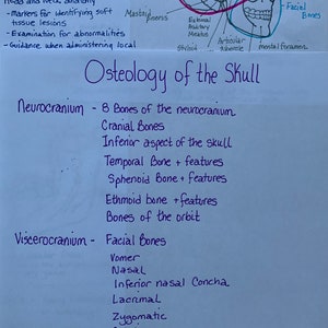 The Skull Notes.pdf Anatomy of the Skull Study Sheets for Dental Students - Etsy