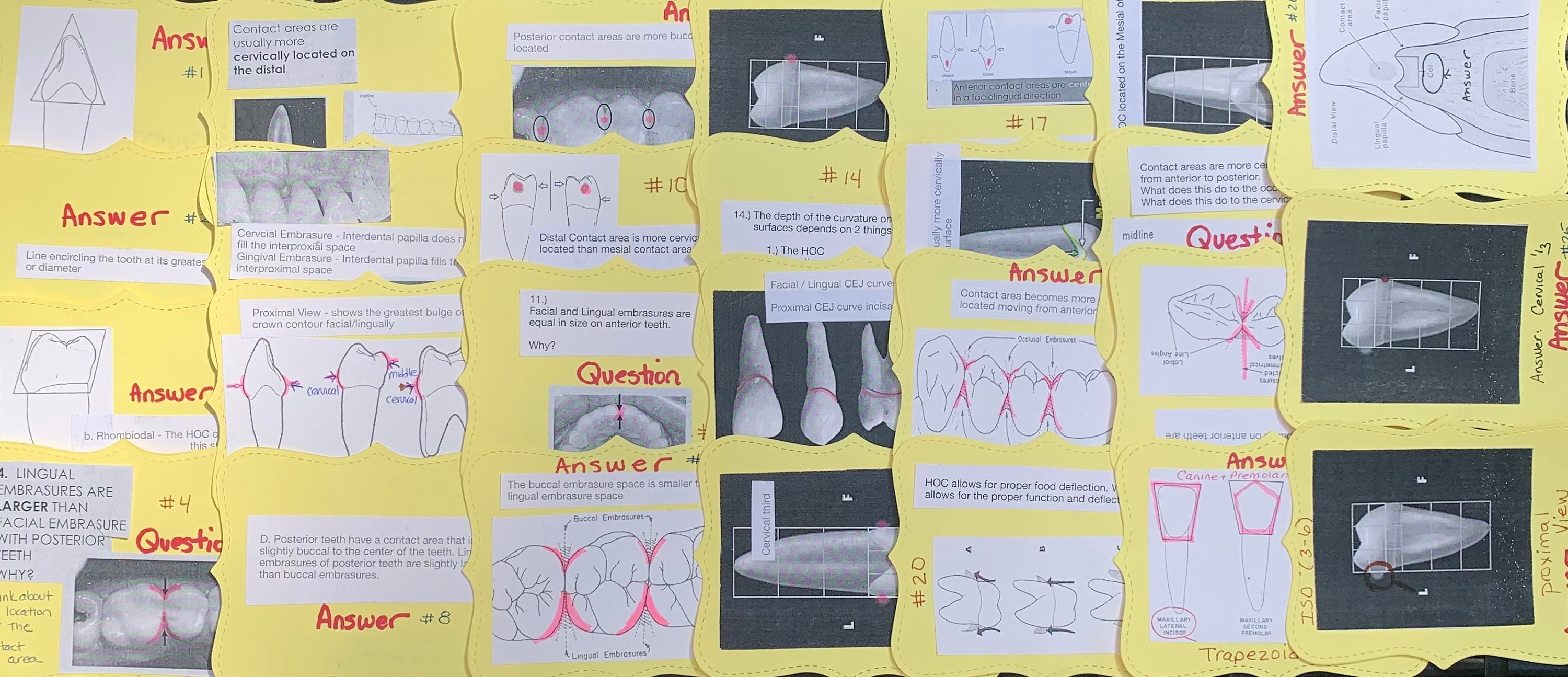 Tooth Flash Card Layout Dental Flashcards Form and Function for Dental Hygiene Students - Etsy