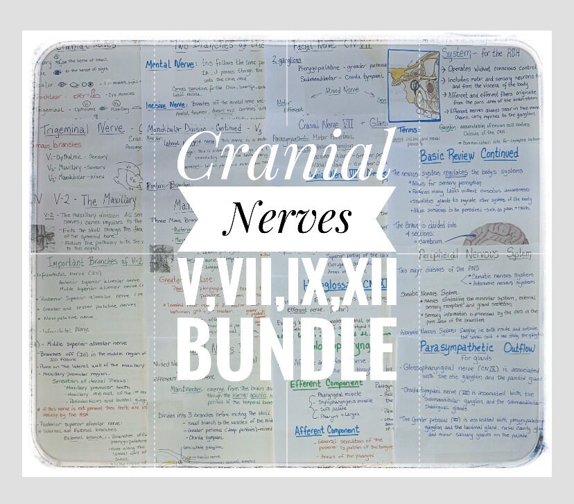 Cranial Nerve Bundle V, VII, IX, and XII Dental Study Sheets - Etsy