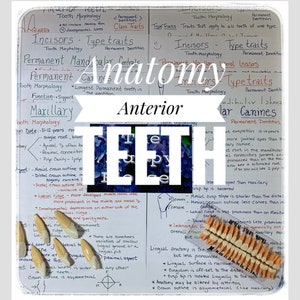 Anterior Tooth Morphology Dental Hygiene Anatomy Study Sheets