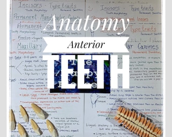 Anterior Tooth Morphology Dental Hygiene Anatomy Study Sheets