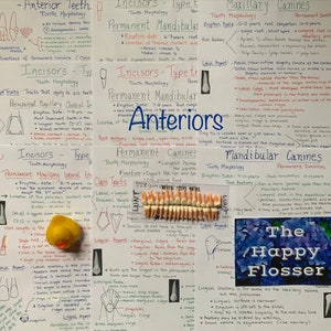 Tooth Characteristics Morphology Dental Anatomy Entire Dentition Study Sheets image 4
