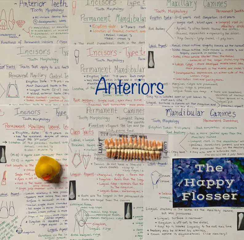 Tooth Characteristics Morphology Dental Anatomy Entire Dentition Study Sheets image 4