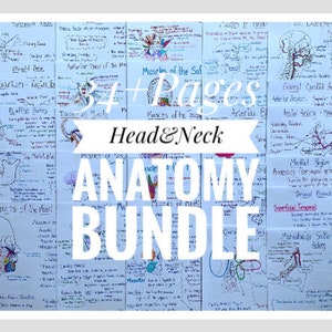 Head and Neck Anatomy Study Notes Bundle - Etsy