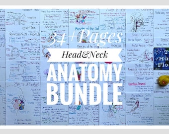 Head and Neck Anatomy Study Notes Bundle