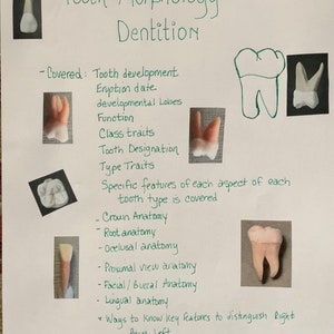 Tooth Characteristics Morphology Dental Anatomy Entire Dentition Study Sheets image 9
