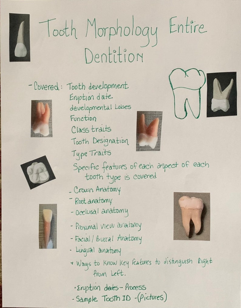 Tooth Characteristics Morphology Dental Anatomy Entire Dentition Study Sheets image 9