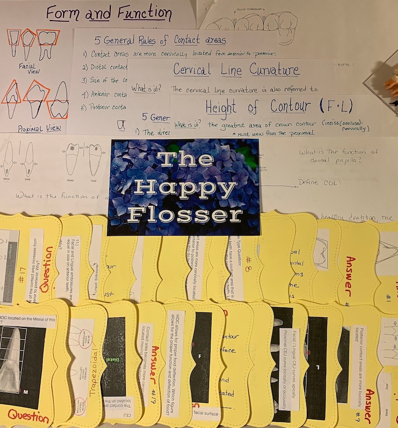 Form and Function Dental Anatomy Study Sheets and Flashcards Etsy