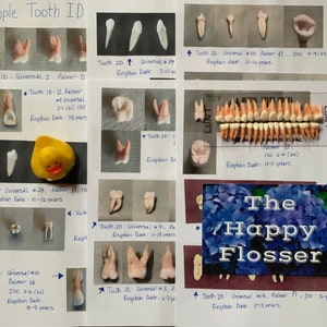 Tooth Characteristics Morphology Dental Anatomy Entire Dentition Study Sheets image 8