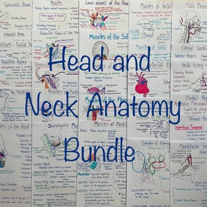 Head and Neck Anatomy Study Notes Bundle - Etsy