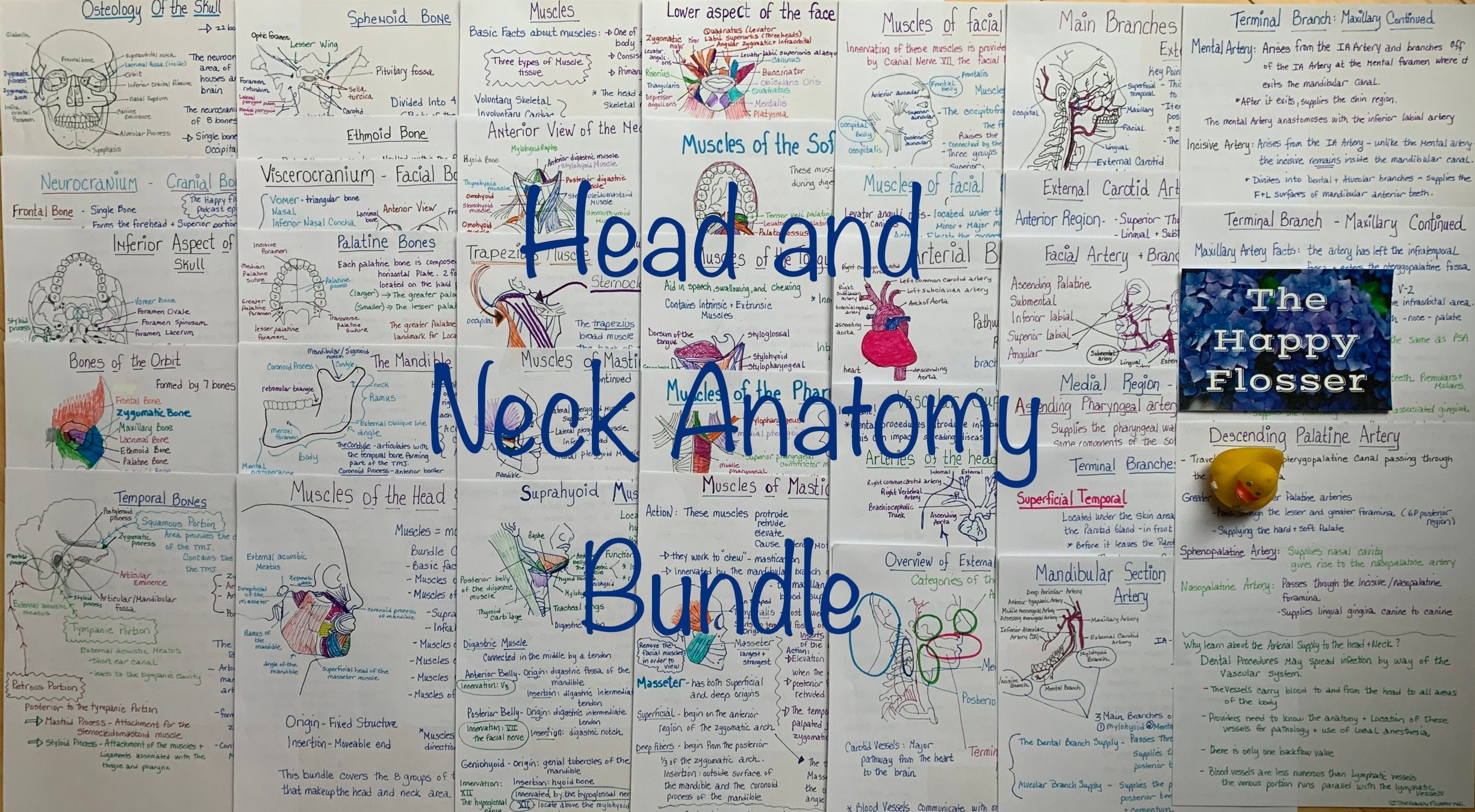 Head and Neck Anatomy Study Notes Bundle - Etsy