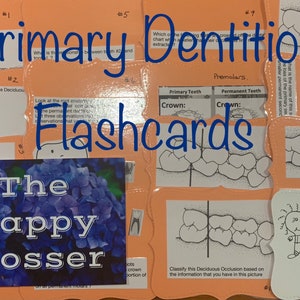 Dental Flashcards Primary Dentition Tooth Morphology and Occlusion