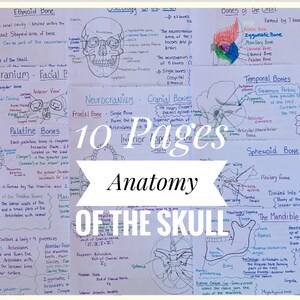 The Skull Notes.pdf Anatomy of the Skull Study Sheets for Dental Students - Etsy