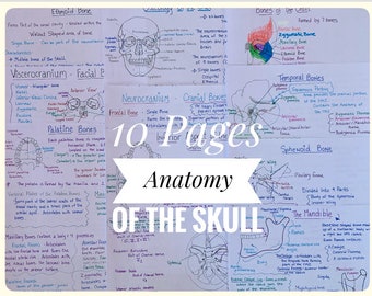 Anatomy of the Skull Study Sheets for Dental Students