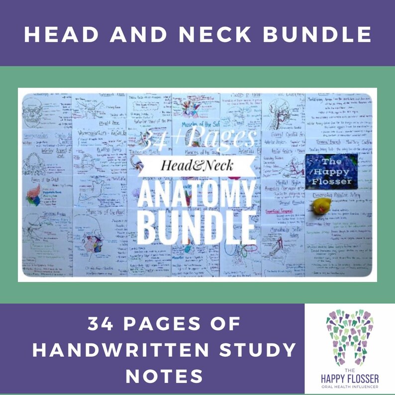 Head and Neck Anatomy Study Notes Bundle - Etsy