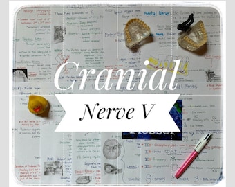 Cranial Nerve V Trigeminal Study Sheets for Dental Hygiene RDH